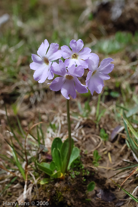 Primula munroi