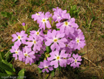 Primula munroi