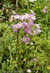 Primula munroi