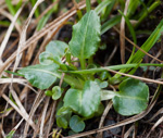 Primula munroi