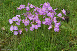 Primula munroi