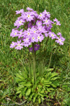 Primula munroi