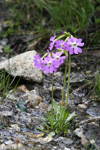 Primula munroi