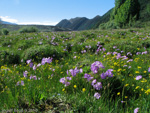 Primula munroi