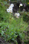 Primula munroi