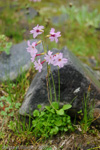 Primula munroi