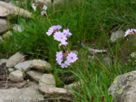 Primula munroi