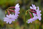 Primula munroi