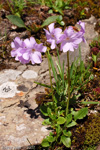 Primula munroi