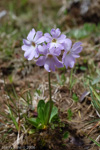 Primula munroi