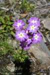 Primula munroi