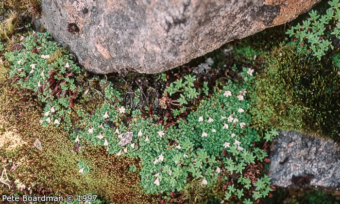 <i>Primula muscoides </i>