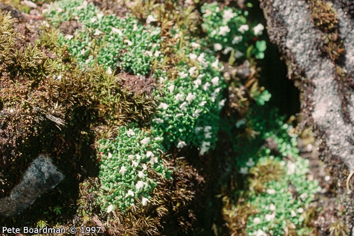 <i>Primula muscoides </i>