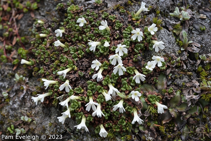 <i>Primula muscoides </i>