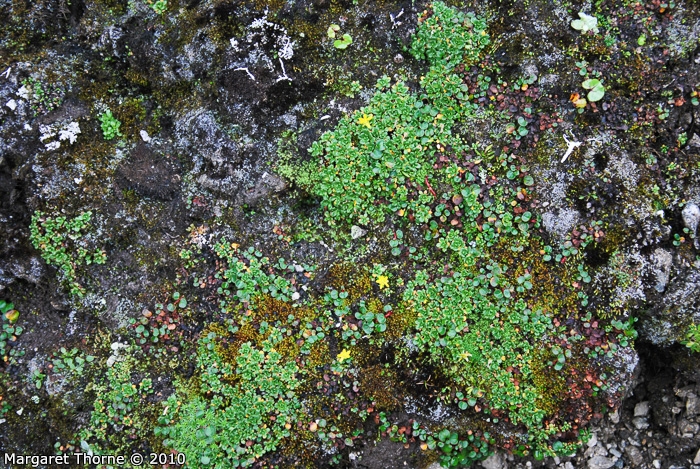 <i>Primula muscoides </i>