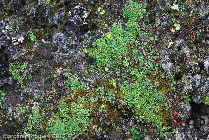 <i>Primula muscoides </i>