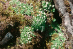 <i>Primula muscoides </i>