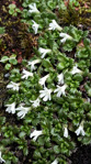 <i>Primula muscoides </i>