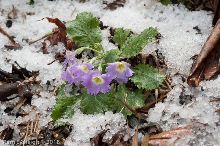 <i>Primula nana </i>