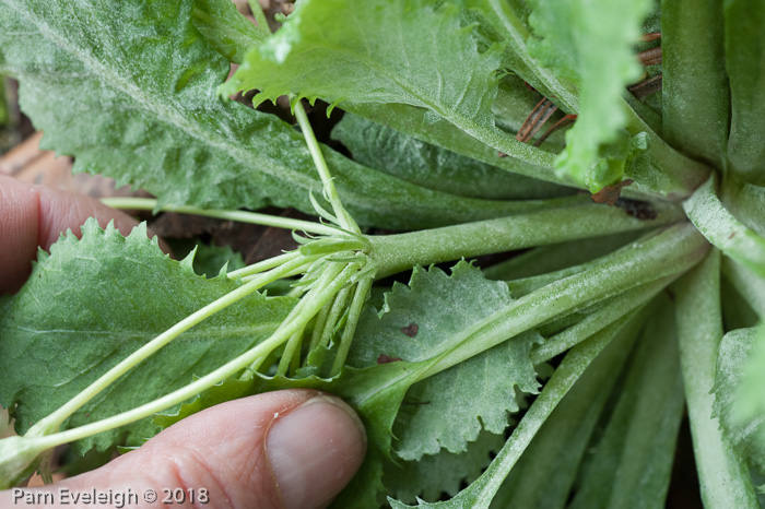 <i>Primula nana </i>