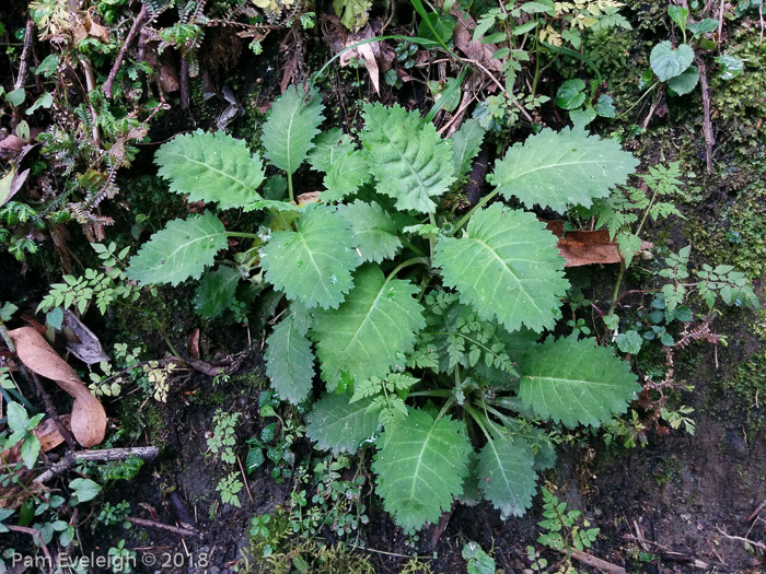 <i>Primula nana </i>