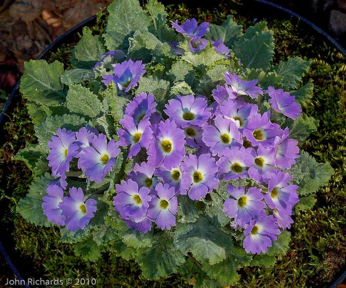 <i>Primula nana </i>