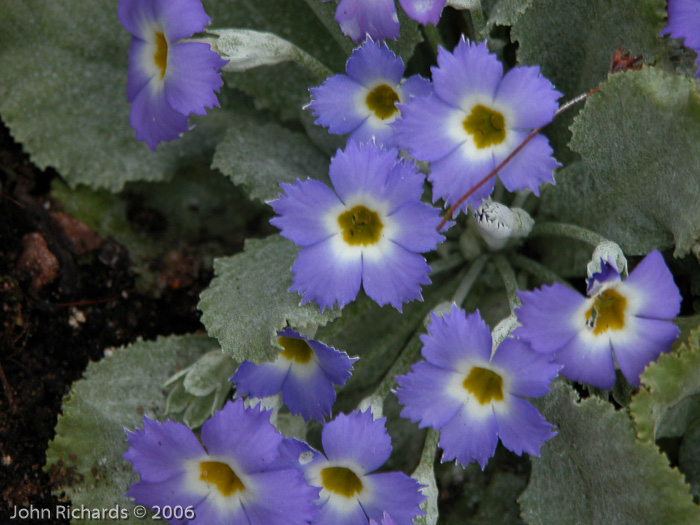 <i>Primula nana </i>