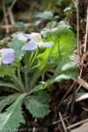 <i>Primula nana </i>