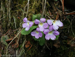 <i>Primula nana </i>