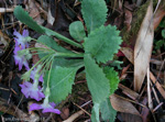 <i>Primula nana </i>