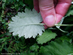 <i>Primula nana </i>