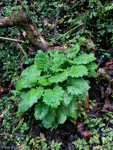 <i>Primula nana </i>