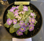 <i>Primula nana </i>