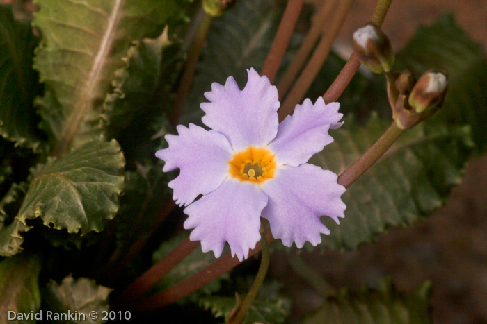 <i>Primula nghialoensis</i>