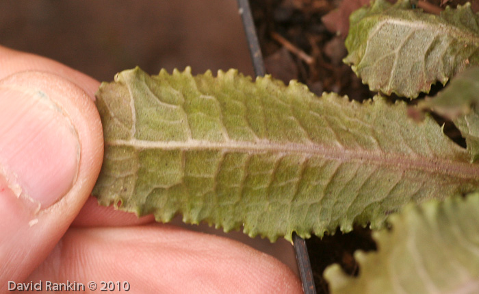 <i>Primula nghialoensis</i>