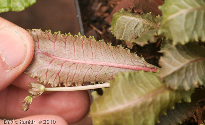 <i>Primula nghialoensis</i>