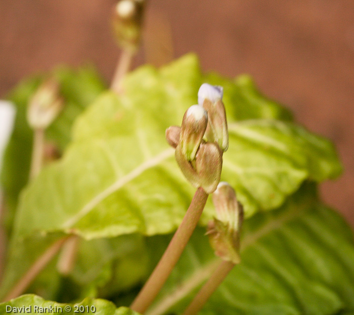 <i>Primula nghialoensis</i>