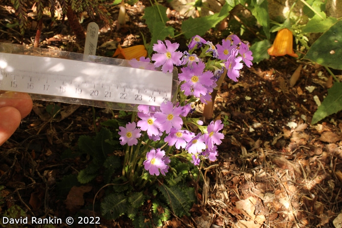 <i>Primula nghialoensis </i>