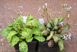 L - KR8917, R - KR8916 <i>Primula nghialoensis</i>