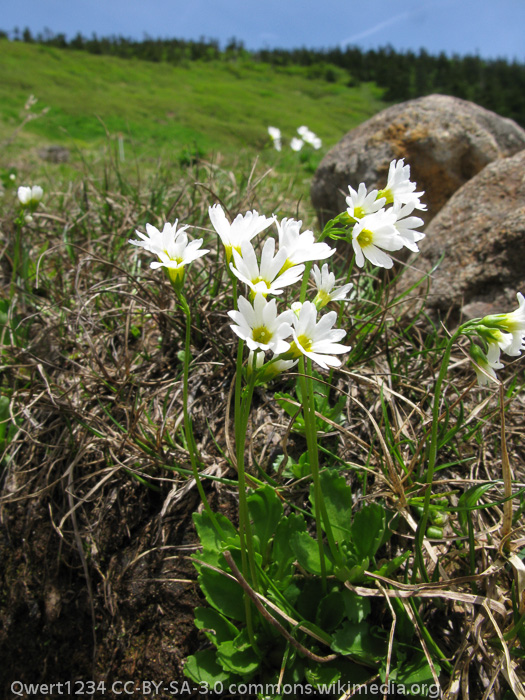 <i>Primula nipponica </i>