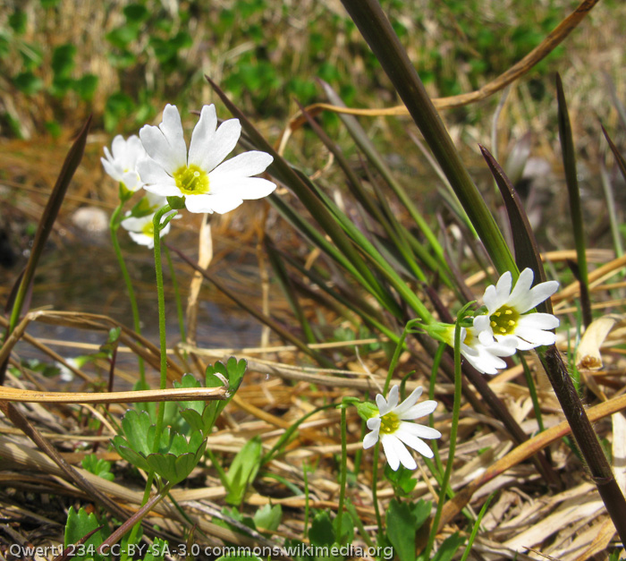 <i>Primula nipponica </i>