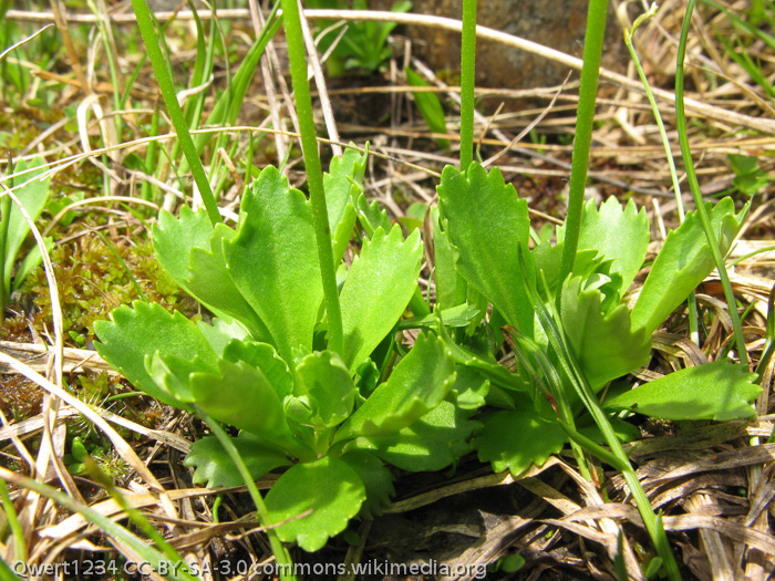 <i>Primula nipponica </i>