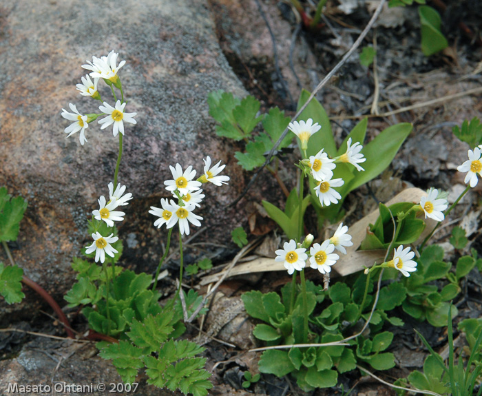 <i>Primula nipponica </i>