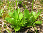 <i>Primula nipponica </i>