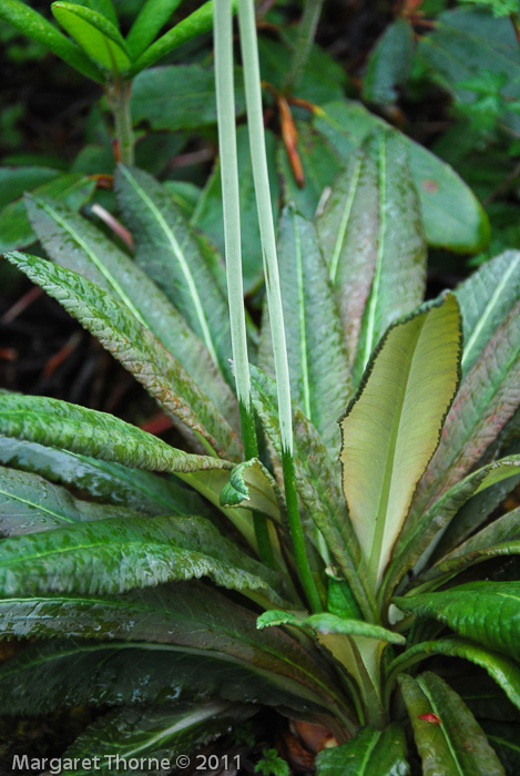 <i>Primula obliqua </i>