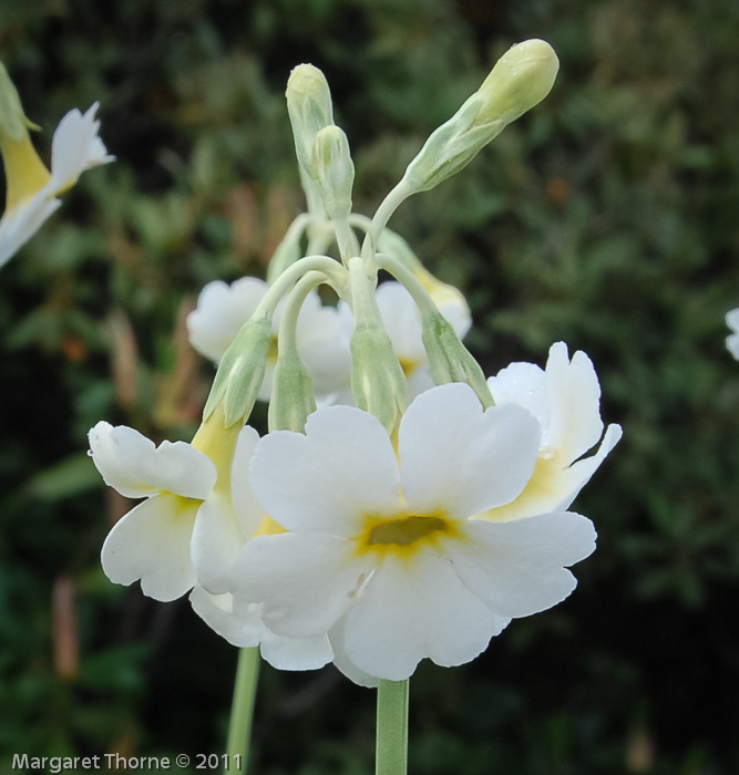 <i>Primula obliqua </i>