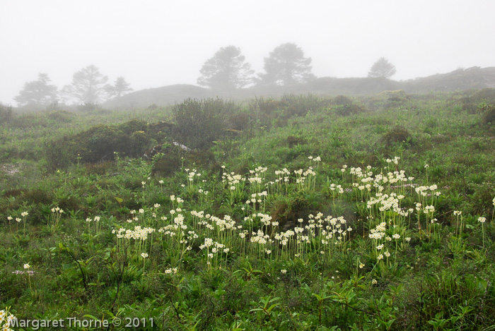 <i>Primula obliqua </i>