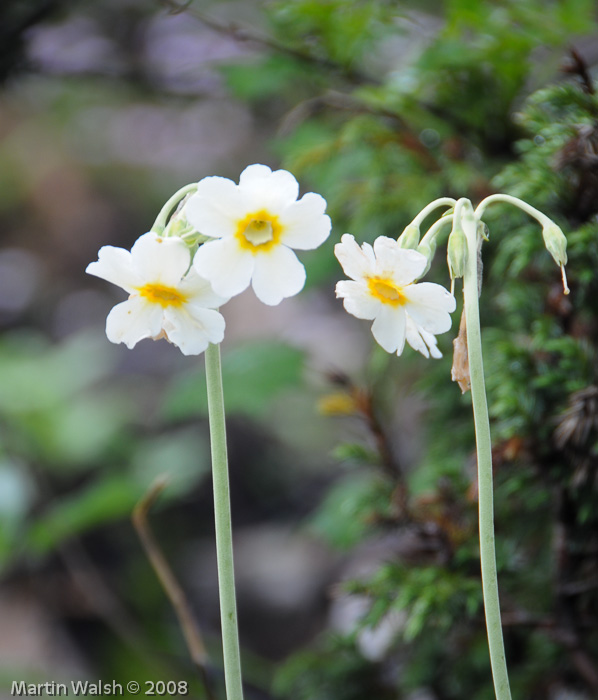 <i>Primula obliqua </i>