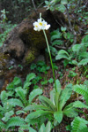 <i>Primula obliqua </i>