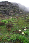 <i>Primula obliqua </i>